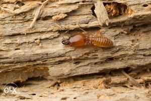 Termites cause billions of dollars