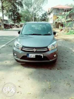 Maruti Suzuki Celerio petrol  Kms  year