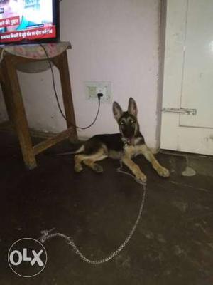 German shepherd service dog 3 months old full active and