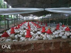 Poultry farm shed, perithalmanna .4