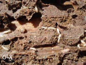 ചിതൽ Termite control service new and old HOME