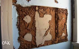 Anti-Termites pest control