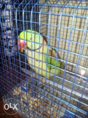 Raw parrot with cage  rate